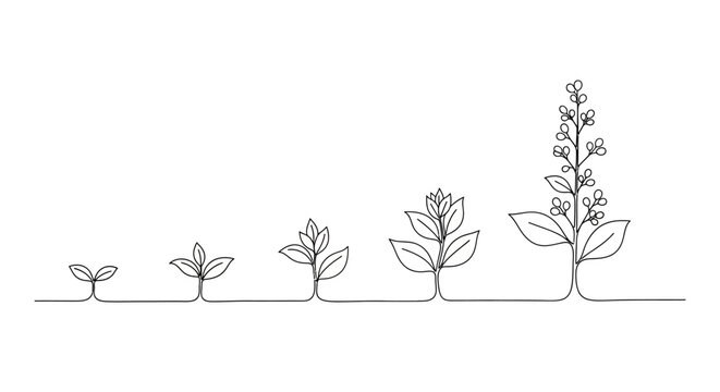 A continuous line drawing illustrates the growth stages of a plant from a seedling to a flowering specimen.