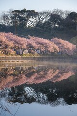 三浦半島の満開の河津桜