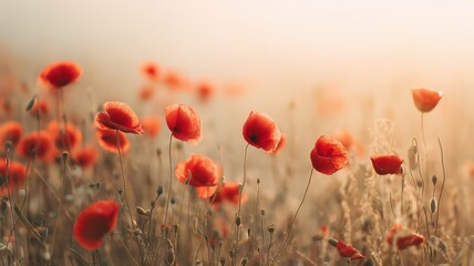 Obraz premium Vibrant red poppies glowing in golden hour light, symbolizing Remembrance Day and Liberation Day, perfect for impactful commercial and commemorative projects, featuring 25 April, Italy, Poland