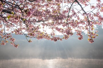 三浦半島の満開の河津桜