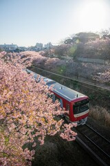 三浦半島の満開の河津桜