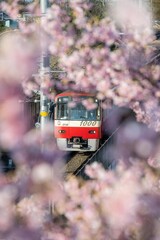 三浦半島の満開の河津桜