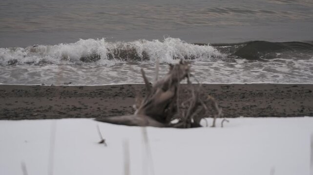 波打ち際の雪原と流木