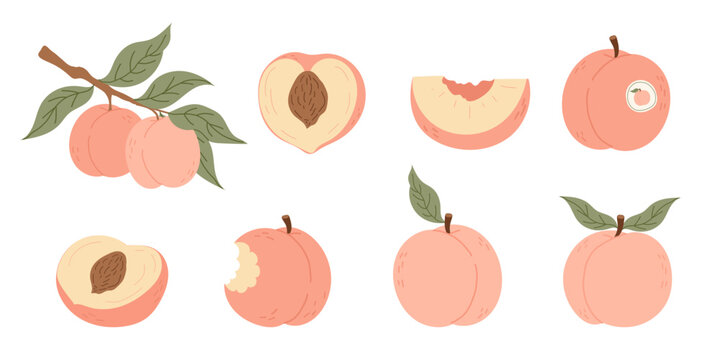 Juicy peach set with whole fruit, bitten, halved peach with pit, and slice. Summer fresh sweet fruit collection in flat vector style, isolated on white background.