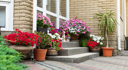Colorful plants for the yard. Flowers petunias in pots on the stairs near the house. Garden...