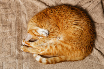 Cute ginger tabby cat napping in a comfortable curled position on beige textured fabric, peaceful sleep, warm tones, cozy home atmosphere. Top view.