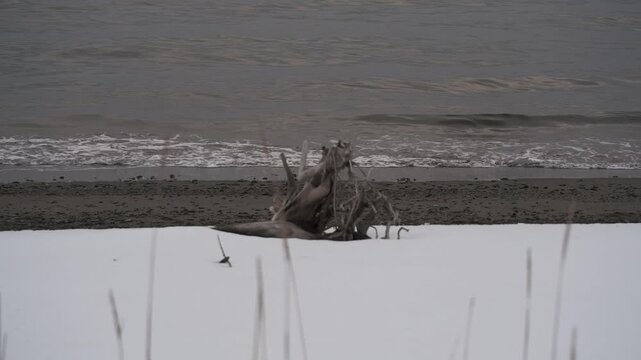 波打ち際の雪原と流木