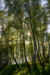 Fototapeta premium Sunlight filtering through the tall birch trees in a lush green forest, creating a serene and captivating natural landscape for nature enthusiasts.