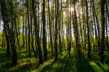Obraz premium Sunlight filtering through the tall birch trees in a lush green forest, creating a serene and captivating natural landscape for nature enthusiasts.
