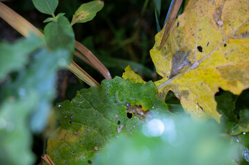 Green caterpillar of a butterfly on a green leaf