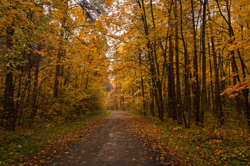 Fototapeta premium Path through vibrant autumn forest with bright yellow and gold leaves covering the ground and trees. Scenic fall landscape background.