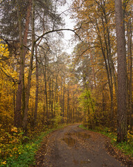 Fototapeta premium Empty road winding through vibrant autumn forest with tall trees and golden foliage. Nature landscape for background or design element.