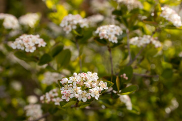 Fototapeta premium Aronia chokeberry white flowers blooming in spring garden