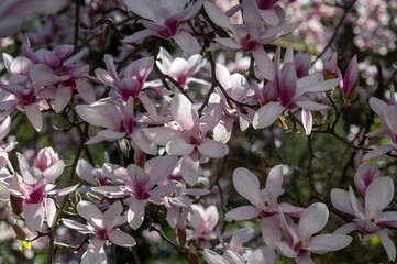 Magnolia blossoms on a tree