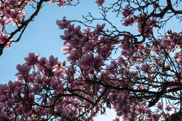 Magnolia blossoms on a tree