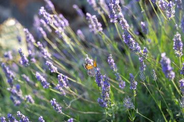 Beautiful butterfly on purple lavender