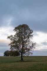 Tree in nature with horizon and sky