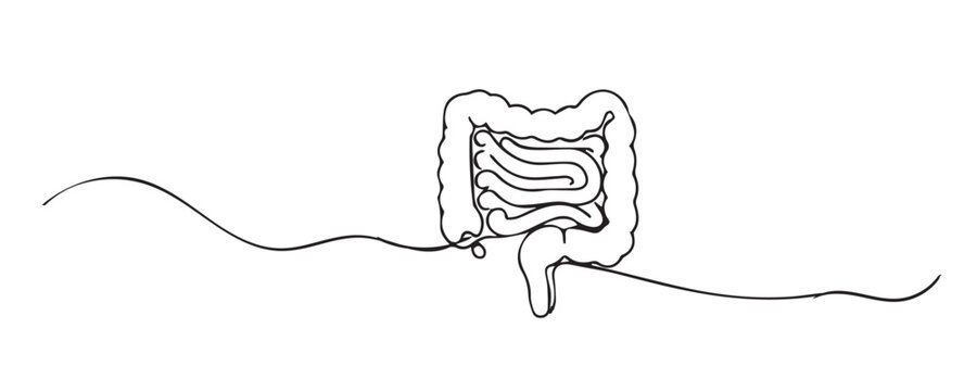 Hand drawn continuous line illustration of human intestines anatomy. Single line representing digestive system, internal organ, medical science, and gut health.