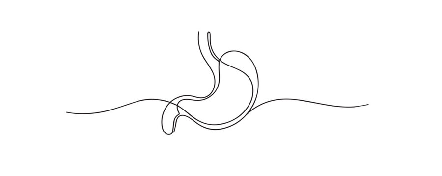 Single line drawing stomach.continuous line drawing of human stomach anatomy.digestive system concept.medical one line vector illustration