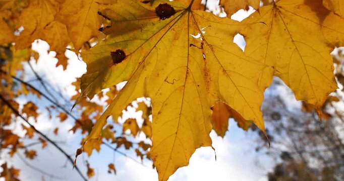 bright foliage of maple trees in sunny weather in the autumn season, beautiful foliage of deciduous trees on the branches before the fall