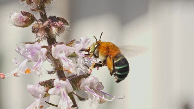 Australian Native Bee - Blue-banded Bee (Amegilla Genus), Foraging On A Flower. - closeup shot
