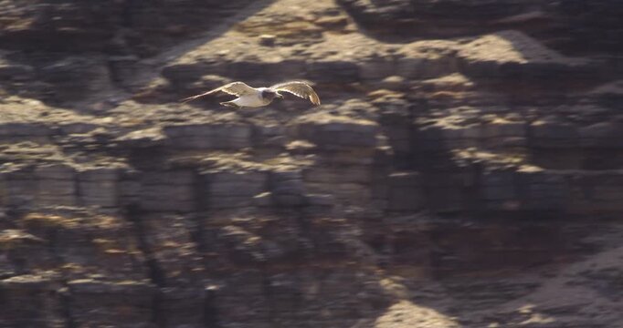 Belcher's gull flying with dark hillside background, Pantanos de Villa, Peru