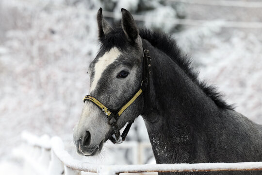 Dapple grey andalusian horse portrait on snowy park background