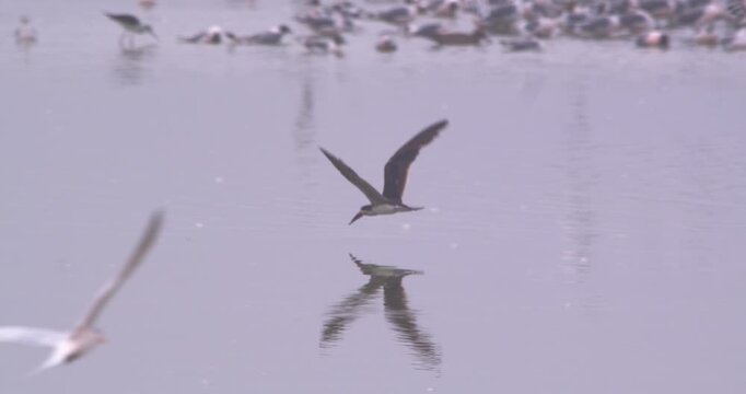 Black skimmer skimming in slow motion over gull-filled wetland, Pantanos de Villa, Peru