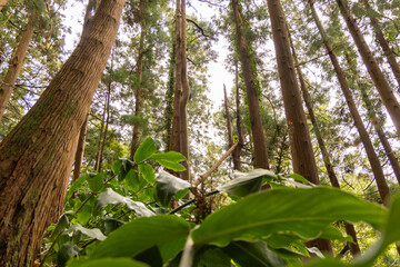 Obraz premium A cryptomeria japonica Japanese cedar forest with trees and a leafy green plant