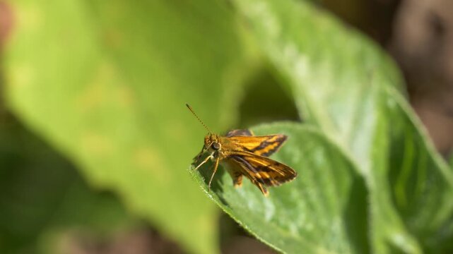 Skipper Butterfly Sit On The Leaf Of Plants. - closeup shot