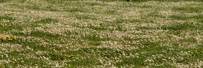 Lawn daisies (Bellis perennis) by Lake Constance, Baden-Württemburg © elliottcb
