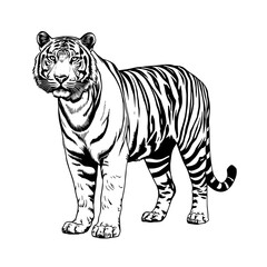 Fototapeta premium Realistic Bengal Tiger Standing – Detailed Black and White Vector Illustration