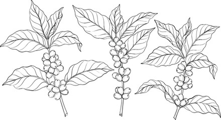 Hand drawn coffee plant branches with leaves and berries, botanical line art illustration set isolated on white © sumi