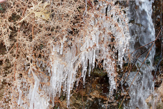 The thorns were covered in ice and formed icicles.