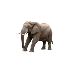 Obraz premium Elephant standing isolated On Transparent Background