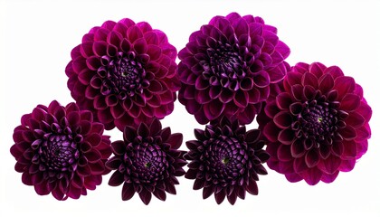 Deep magenta dahlia flowers with dark centers and layered petals