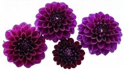 Deep purple dahlia flowers with intricate petal layers on a white background