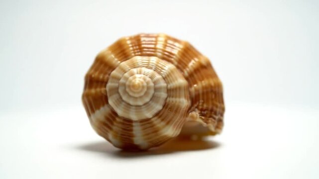 Rotating Seashell Revealing its Natural Spiraling Structure Against a Clean White Backdrop