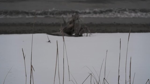 波打ち際の雪原と流木