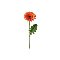 Orange gerbera daisy with green leaf On Transparent Background