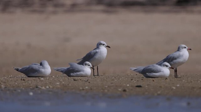 Audouin's gull (Ichthyaetus audouinii) on ria formosa estuary