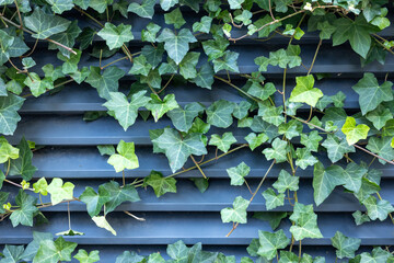 Green ivy vines on blue metal siding wall, horizontal panel texture background © Anastasiia