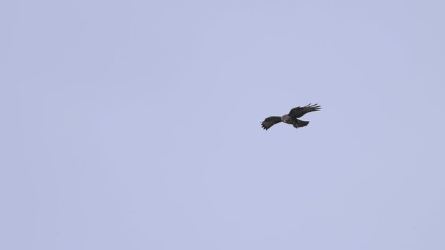 Buzzard flying in slow motion