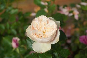 Blush Ivory Rose in Bloom