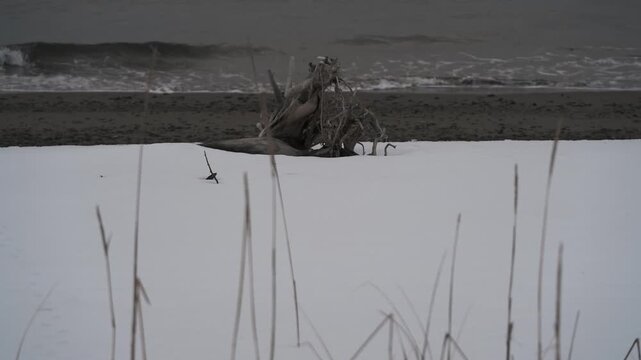 波打ち際の雪原と流木