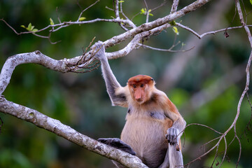 Fototapeta premium Proboscis Monkey (Nasalis larvatus, aka Long-nosed Monkey) in a Tree. Abai, Kinabatangan River, Sabah. Borneo, Malaysia