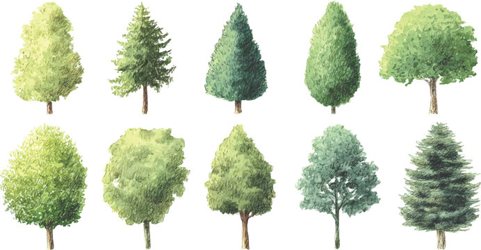 Various tree types in different shapes and sizes isolated background, Bundle set collection. Trees collection for nature and landscape designs isolated on transparent white background. 