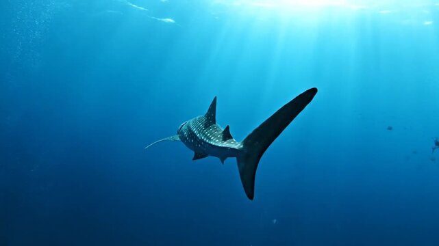 Whale shark swimming gracefully in deep blue ocean water, illuminated by sunlight from above