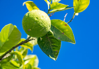 Fresh lime hangs on a tree branch under a clear blue sky in a sunny environment during the day