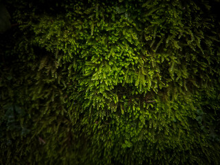 Green moss illustration background